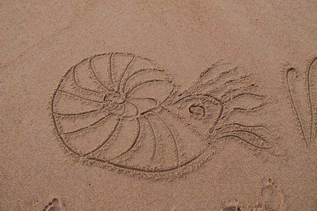 dessins éphémères sur le sable mouillé à marée basse