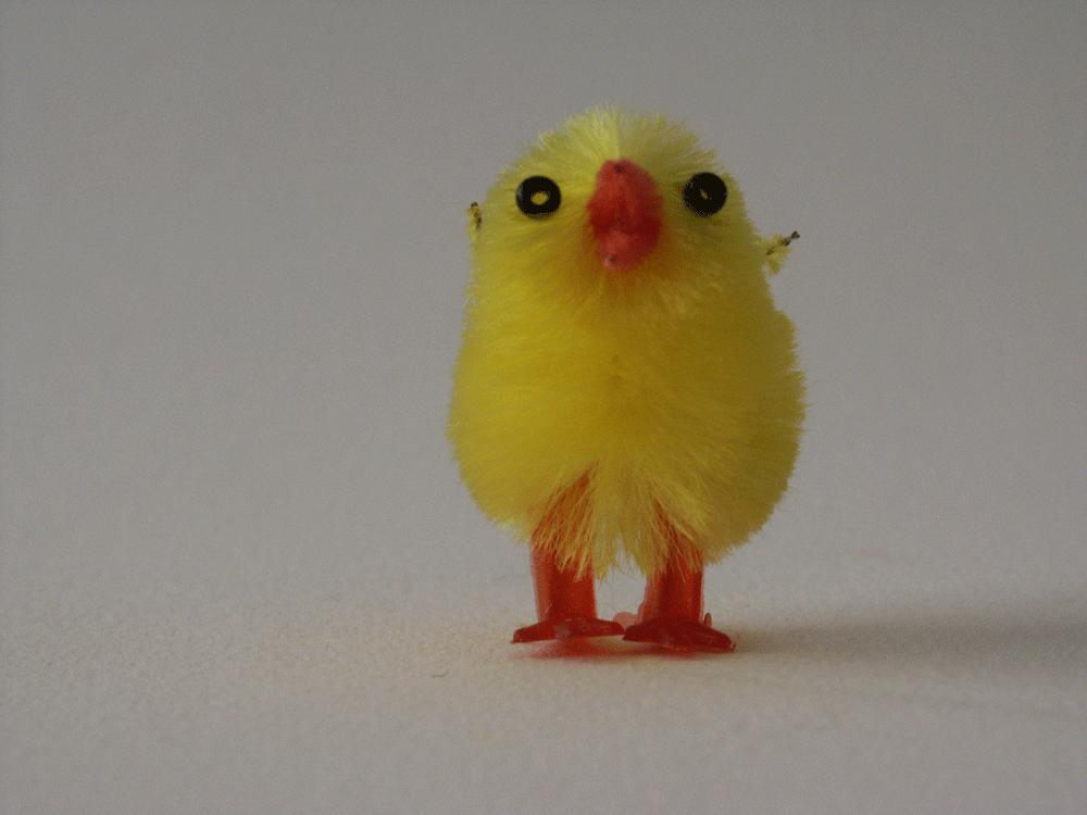 animation du poussin